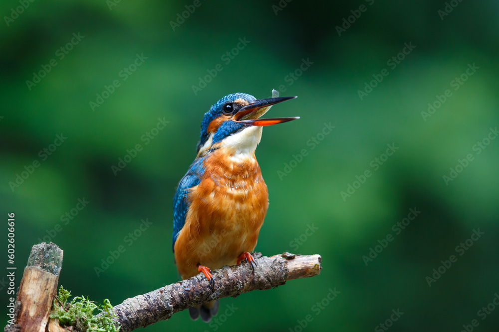 Fototapeta premium Common European Kingfisher (Alcedo atthis) sitting on a branch above a pool to catch a fish in the forest in the Netherlands with a green background 