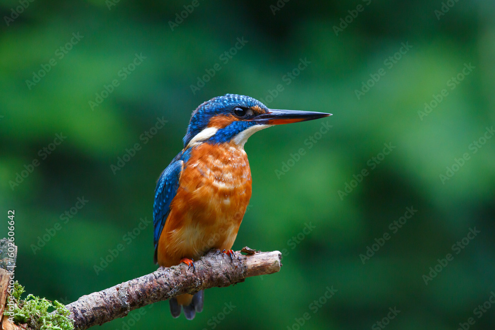 Common European Kingfisher (Alcedo atthis) sitting on a branch above a pool to catch a fish in the forest in the Netherlands with a green background
Common European Kingfisher (Alcedo atthis) sitting on a branch above a pool to catch a fish in the forest in the Netherlands with a green background