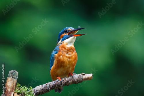 Common European Kingfisher (Alcedo atthis) sitting on a branch above a pool to catch a fish in the forest in the Netherlands with a green background 
