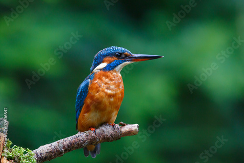 Common European Kingfisher (Alcedo atthis) sitting on a branch above a pool to catch a fish in the forest in the Netherlands with a green background  © henk bogaard