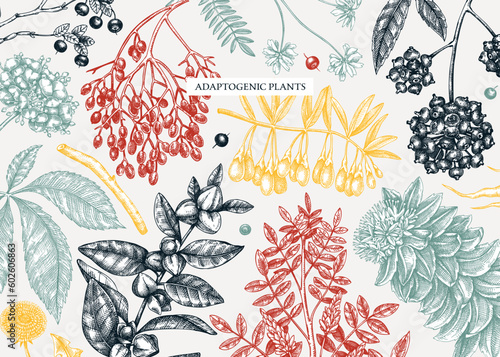 Adaptogenic plants background in sketch style. Sketched medicinal herbs, weeds, berries, leaves banner design. Perfect for brands, labels, packaging. Botanical illustrations in color