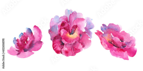 Primrose watercolor flower. Several pink primrose buds on a white background © Eva Kleinman