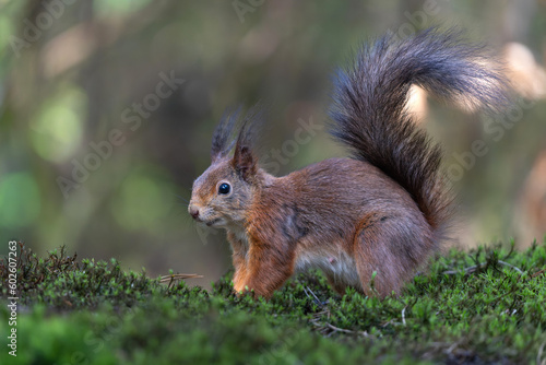 Eurasian red squirrel (Sciurus vulgaris) searching for food in the forest in the Netherlands.  © henk bogaard