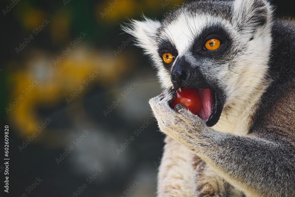 Fototapeta premium Close-up head-shot portrait of a ring-tailed lemur with furry ears eating a red tomato, looking away from camera