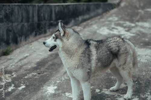 Close up of a dog playing in the park.