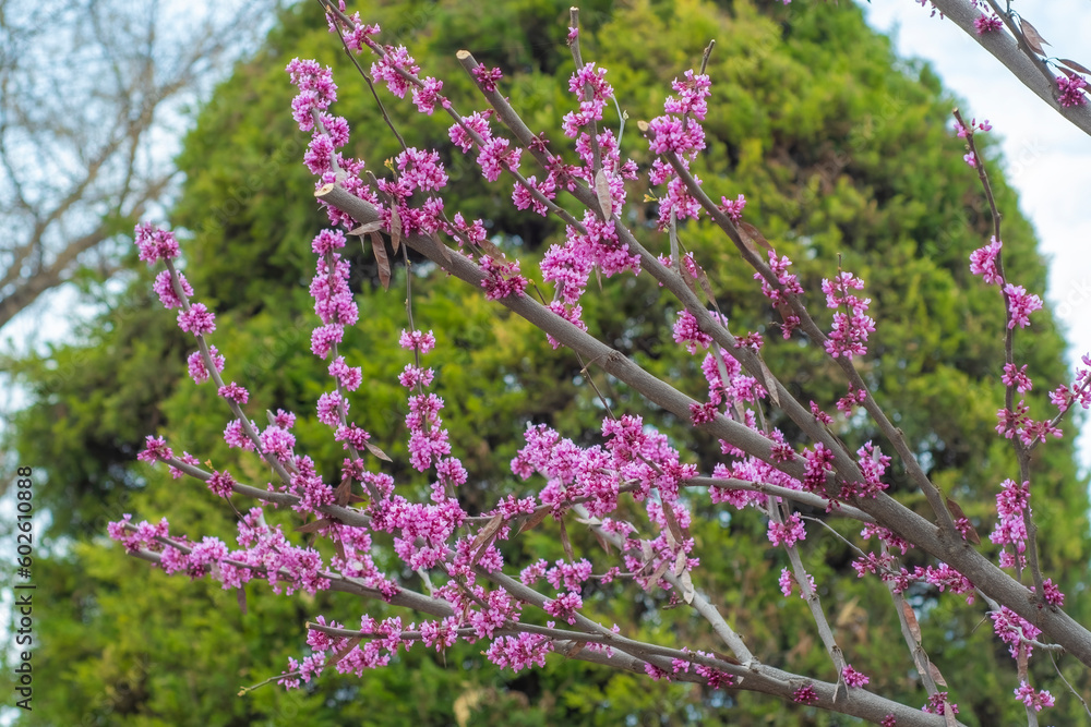 A blooming tree of Cercis canadensis with pink flowers. Cute background with magenta flowers on branches.