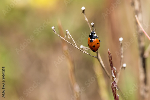 Ladybug on dry grass swaying in the wind © serge