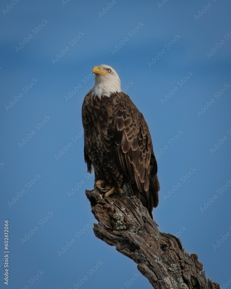 Bald Eagle perched on a dead tree looking up at the sky Bald Eagle perched on a dead tree looking up at the sky