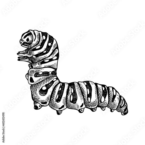 Sketched illustration of caterpillar. Hand drawn butterfly Metamorphosis sketch. Vintage insect vector drawing on white background. Wildlife design elements.