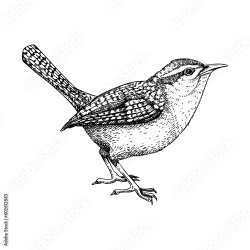 Papier peint Wren vector sketch