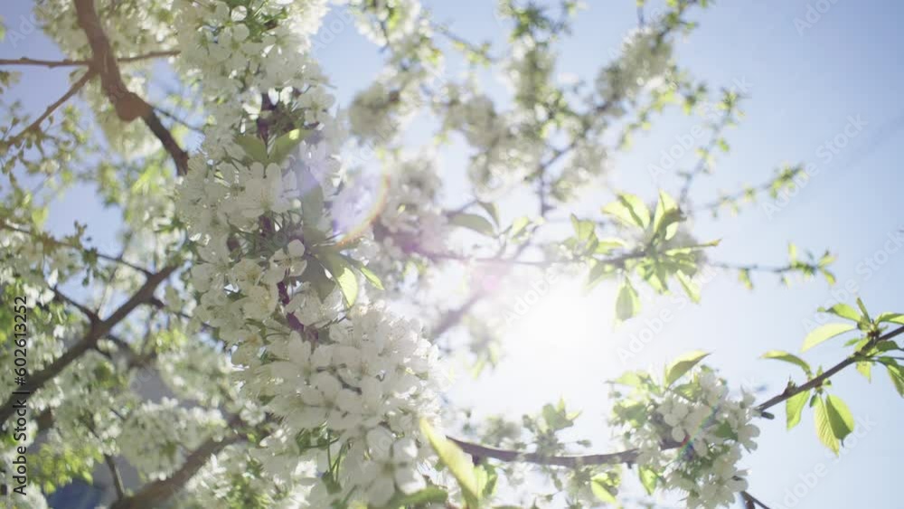 The revival of nature in the spring and the twittering of trees. Blooming flowers on branches in the garden. High quality 4k footage The revival of nature in the spring and the twittering of trees. Blooming flowers on branches in the garden. High quality 4k footage