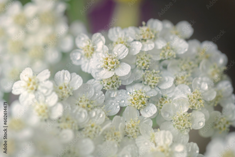 Large flowers of white yarrow
