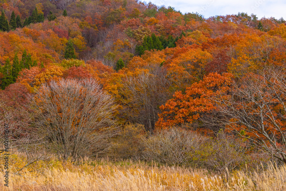 Fototapeta premium 恩原高原の紅葉 岡山県 恩原高原