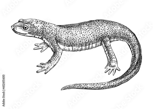 Newt vector sketch. Hand drawn wildlife illustration in engraved style. Salamander isolated on white background. Black and white mammal animal drawing for print, poster, card, cover.