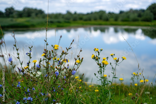 Wildblumen blühen am Ufer eines Sees