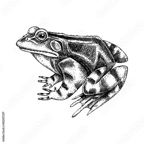 Frog vector sketch. Hand drawn wildlife illustration in engraved style. Amphibian isolated on white background. Black and white animal drawing for print, poster, card, cover.