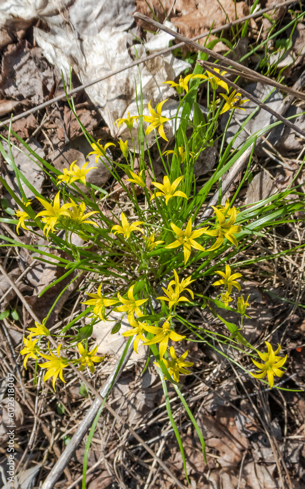 Goose onion yellow. Gagea lutea. Spring flowers are yellow. Glade with goose onion flowers. Goose onion yellow. Gagea lutea. Spring flowers are yellow. Glade with goose onion flowers.