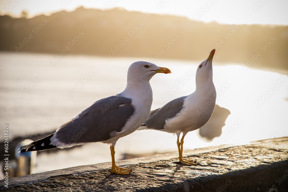 Fototapeta premium seagulls against colorful town