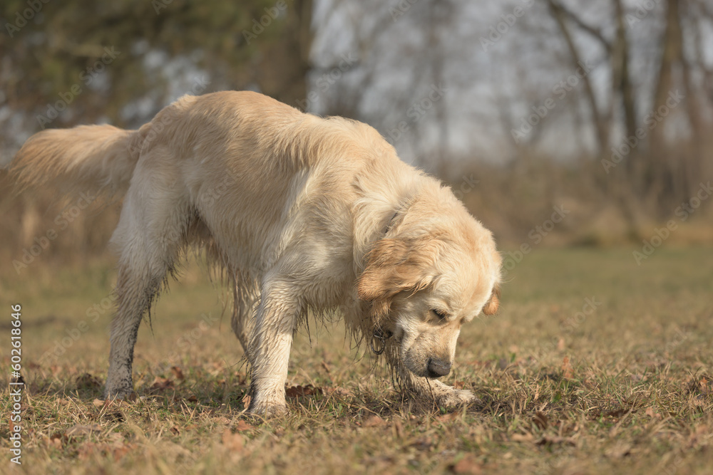 Fototapeta premium labradog retriever dog is digging a hole in a meadow.