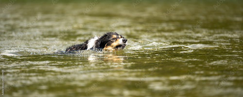 Fototapeta premium nice dog in the low water in the lake - border collie