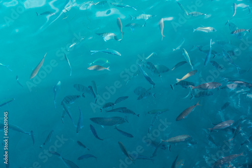 Multiple fish in the ocean, seen from a fishing port