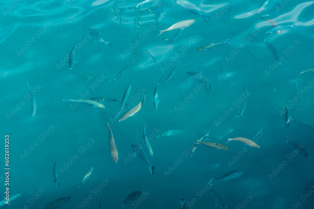 Obraz premium Multiple fish in the ocean, seen from out of the water in a fishing port
