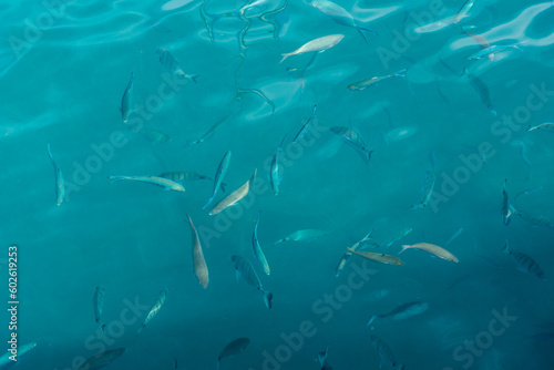 Multiple fish in the ocean, seen from out of the water in a fishing port
