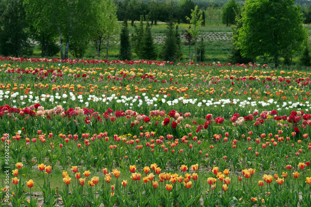 Plantation of tulips. The cultivation of various varieties of tulips. Selective focus.