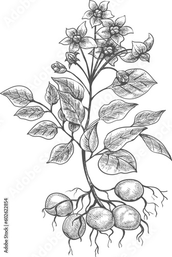 Potato plant engraving