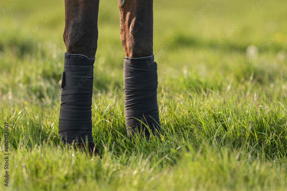Horse legs with horse bandages and wraps. Equestrian equipment. Green grass in the background. Horse legs with horse bandages and wraps. Equestrian equipment. Green grass in the background.