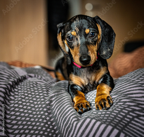 Dashund in the bed, puppy © Herman