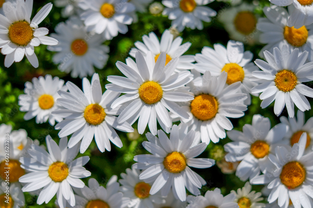 Fototapeta premium White marguerite (daisy) flowers in the garden.