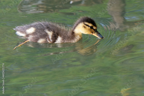 Caneton - colvert  photo