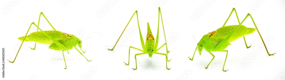 Beautiful lime green male Florida katydid - amblycorpha uhleri either longinicta or arenicola. Brown saddle called stridulatory file visible. Isolated on white background three views Beautiful lime green male Florida katydid - amblycorpha uhleri either longinicta or arenicola. Brown saddle called stridulatory file visible. Isolated on white background three views