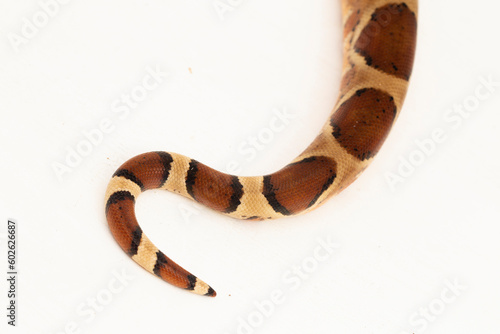Salmon Boa Constrictor snake isolated on white background