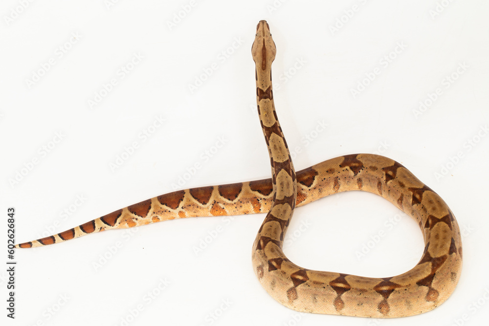 Salmon Boa Constrictor snake isolated on white background Salmon Boa Constrictor snake isolated on white background