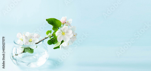 Banner with a beautiful sprig of an apple tree with white flowers in a glass vase against a blue background. Blossoming branch in a glass with water. Spring still life. Concept of spring or mom day