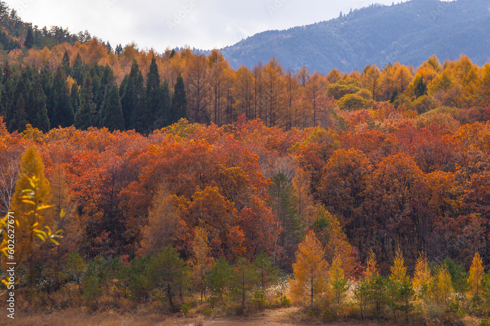 Fototapeta premium 恩原高原の紅葉 岡山県 恩原高原