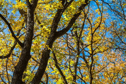 Cedar Elm, Ulmus crassifolia
