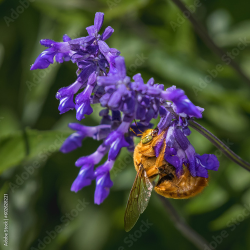 Valley Carpenter Bee, Xylocopa sonorina, male