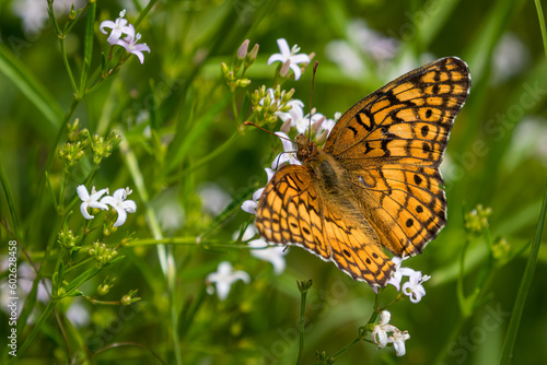 Variegated Fritillary, Euptoieta claudia photo