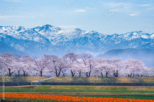 富山県朝日町の桜とチューリップと北アルプス photo