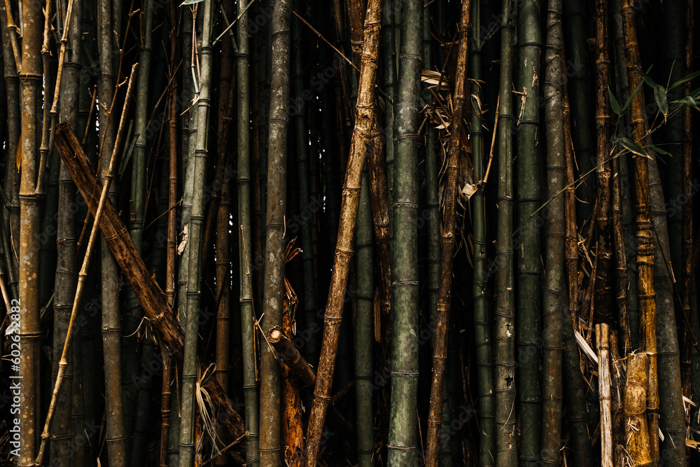 bamboo forest in the morning bamboo forest in the morning