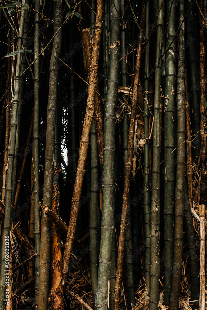 bamboo forest in the morning bamboo forest in the morning