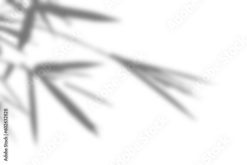 Shadow bamboo leaves with blurred 