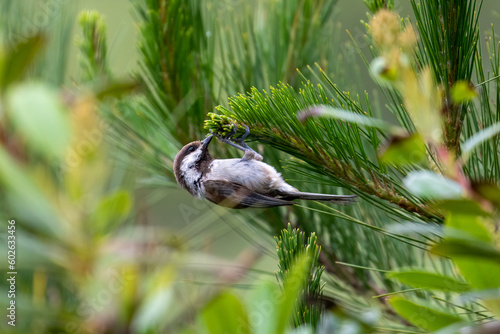 A chestnut-backed chickadee hanging upside down from a pine branch in Cambria, California.
