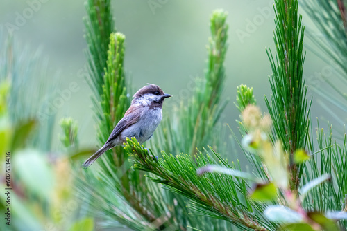 A chestnut-backed chickadee perched on a pine tree in Cambria, California.