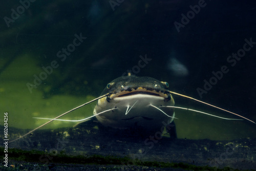 Catfish at the bottom of the river. Catfish portrait.