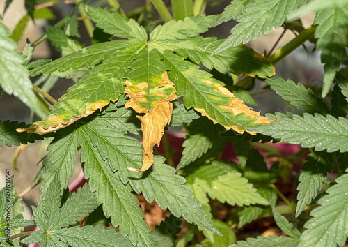 Cannabis leaves are yellow and green to disease infestation and showing of nutrient deficiencies. photo