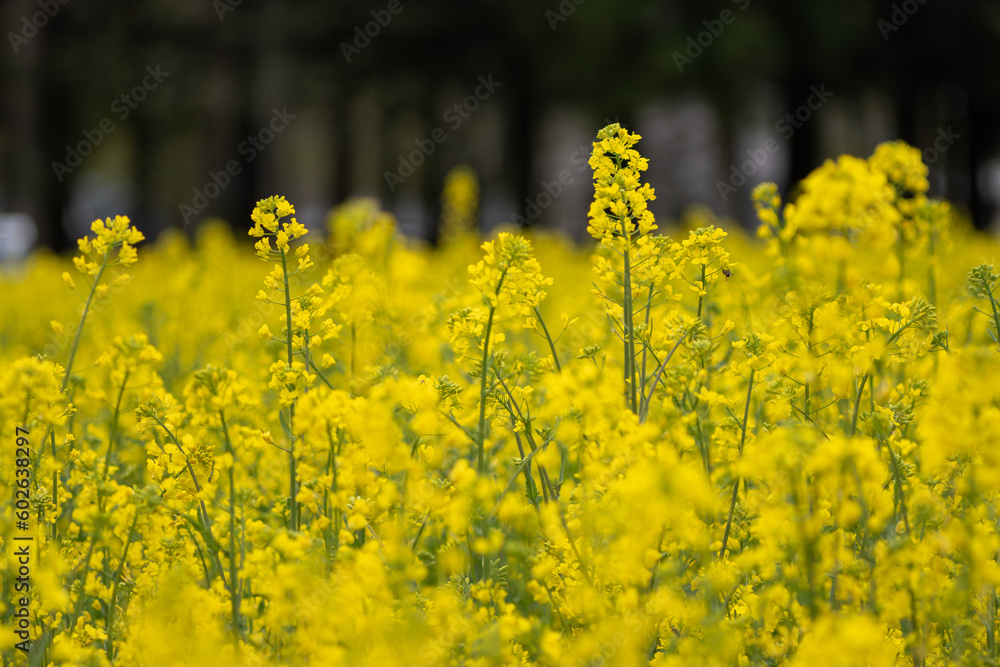 Obraz premium 菜の花